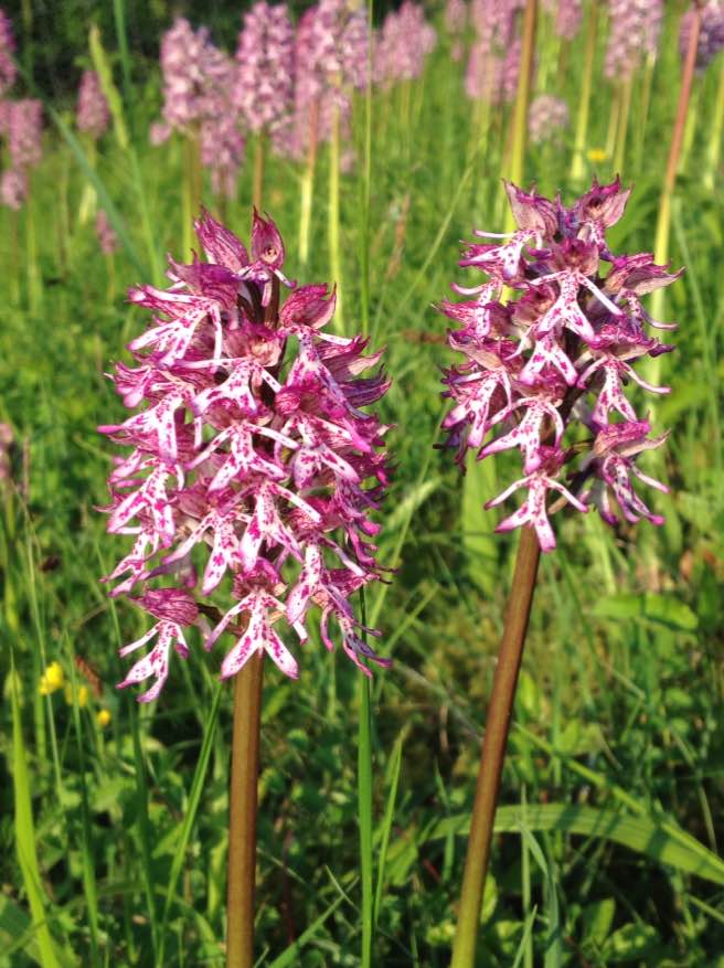 Monkey x lady orchids, Hartslock Nature Reserve