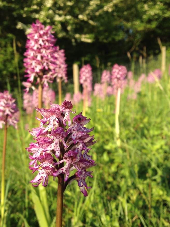 Orchid slope at Hartslock Nature Reserve