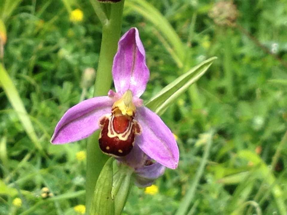 Bee orchid, Warburg nature reserve