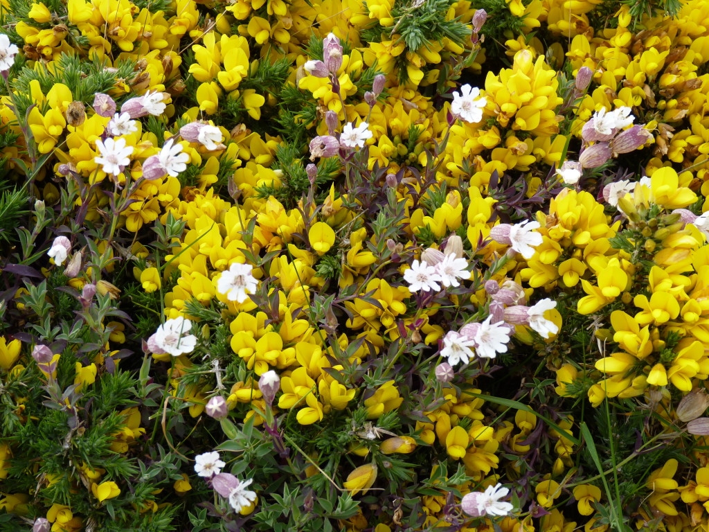 Gorse and sea campion, Guernsey