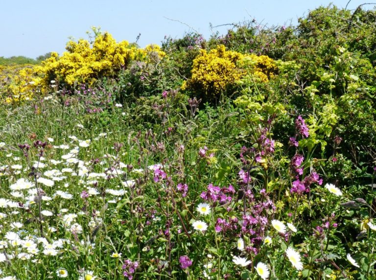 Enjoying the wild flowers in Guernsey