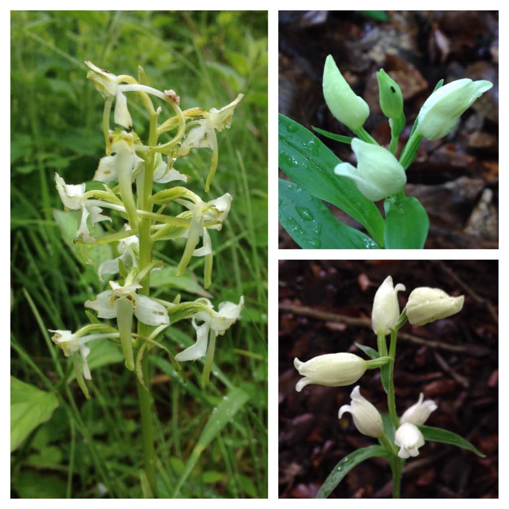 Great butterfly orchid (left) and white helleborine (right), Warburg nature reserve