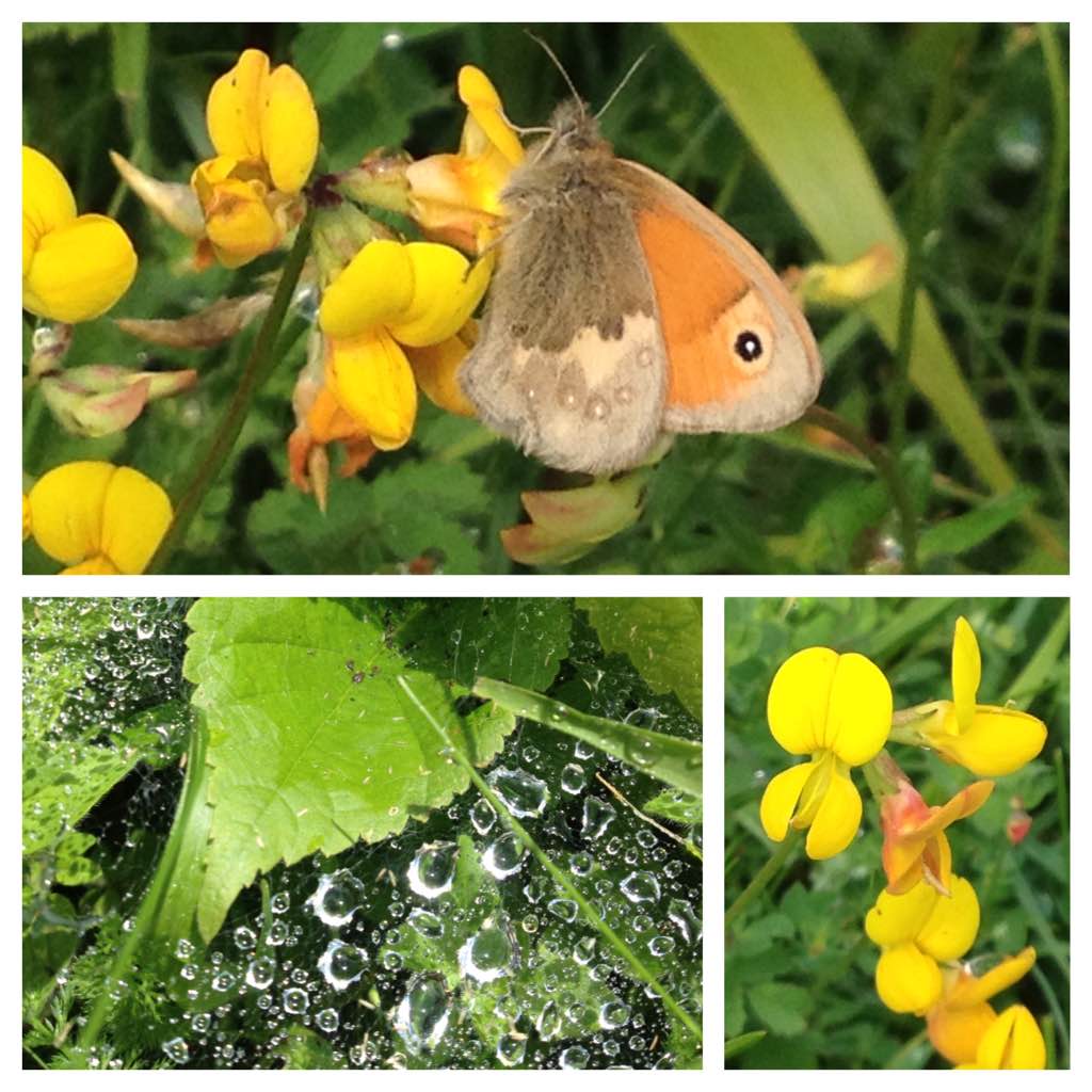 Meadow brown butterfly on bird's foot trefoil, Warburg nature reserve