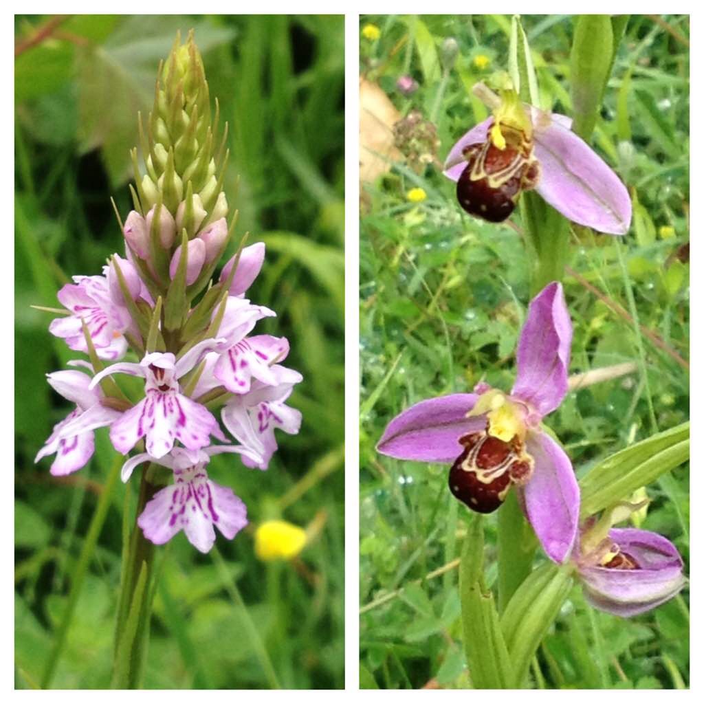 Common spotted orchid (left), bee orchid (right), Warburg nature reserve