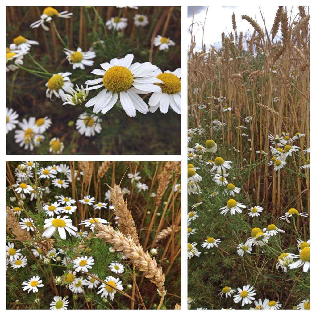 Stinking chamomile (I think)