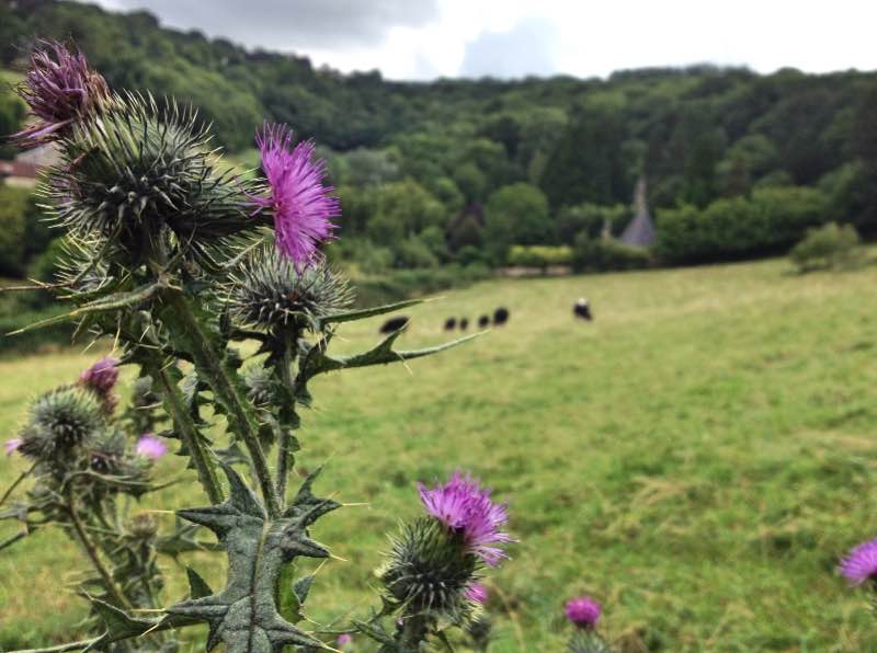 Bathwick Fields