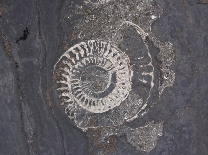 Ammonite on Kilve beach, Somerset