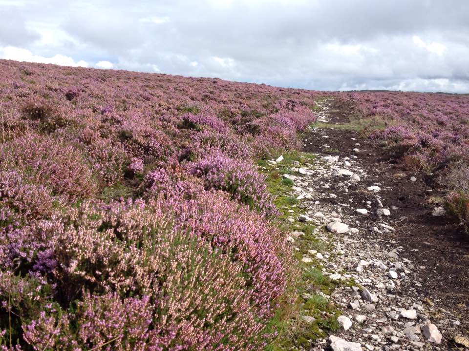 Heather path up to Wills Neck, Quantock Hills