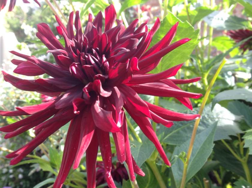 Dahlia in the walled garden, Buscot Park