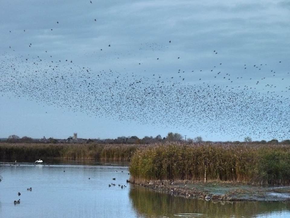 Starling murmuration at RSPB Otmoor