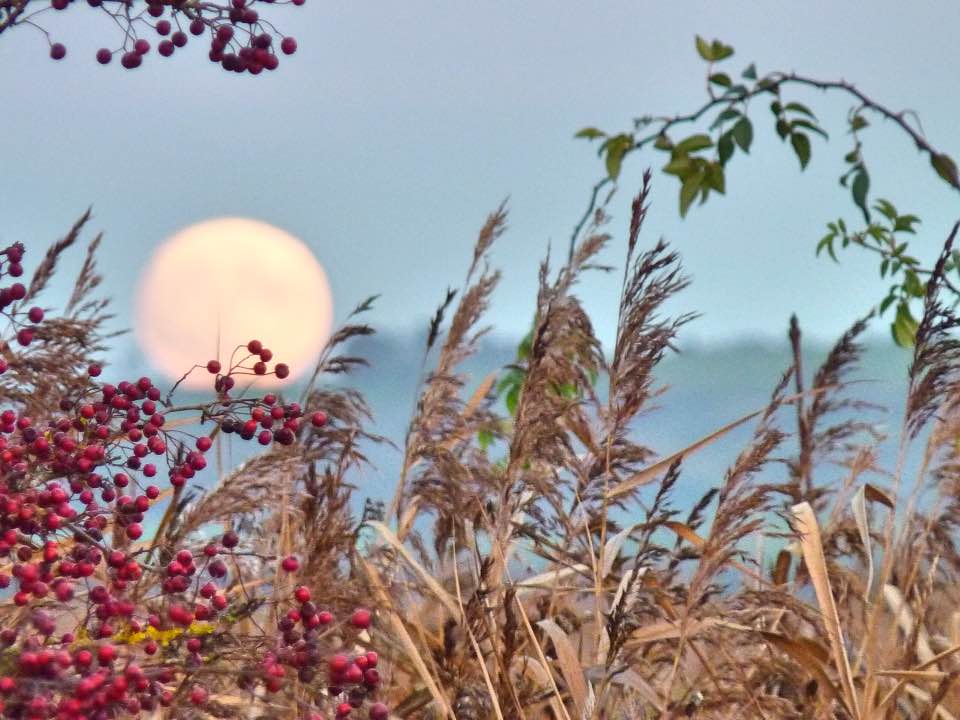 Moon from RSPB Otmoor