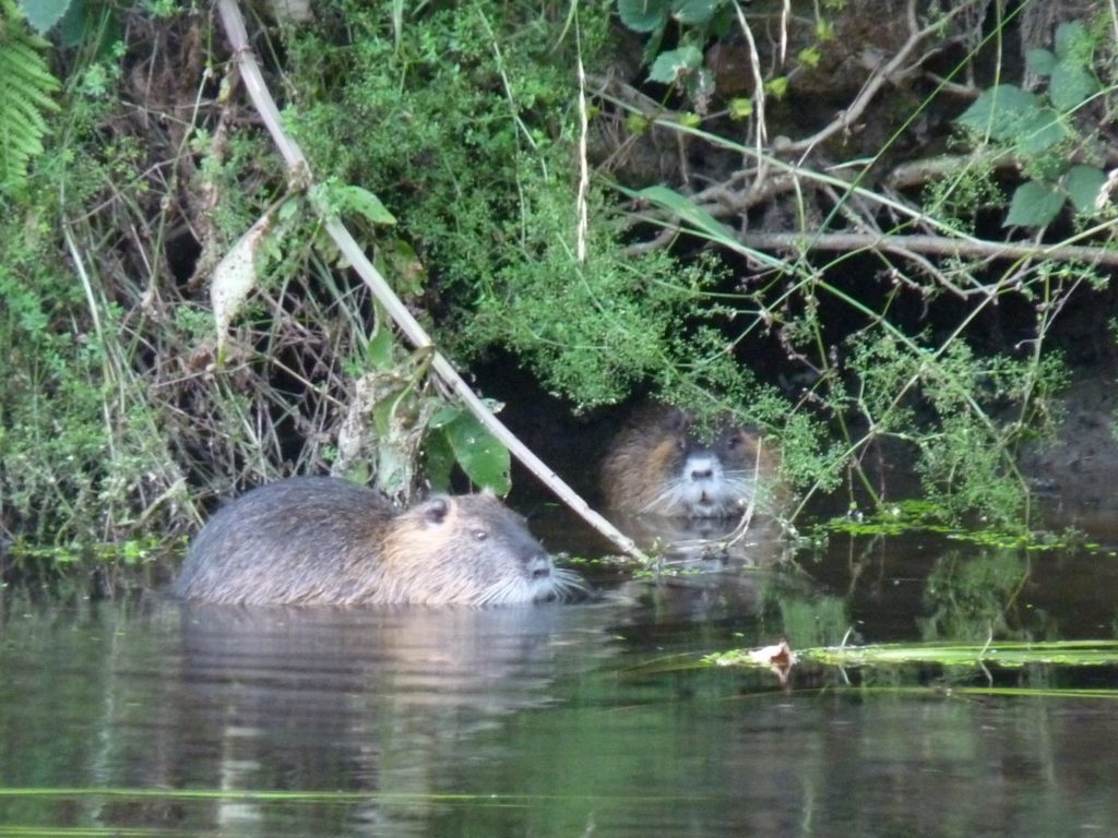 Coypu at Milin de Kerhe campsite, Brittany