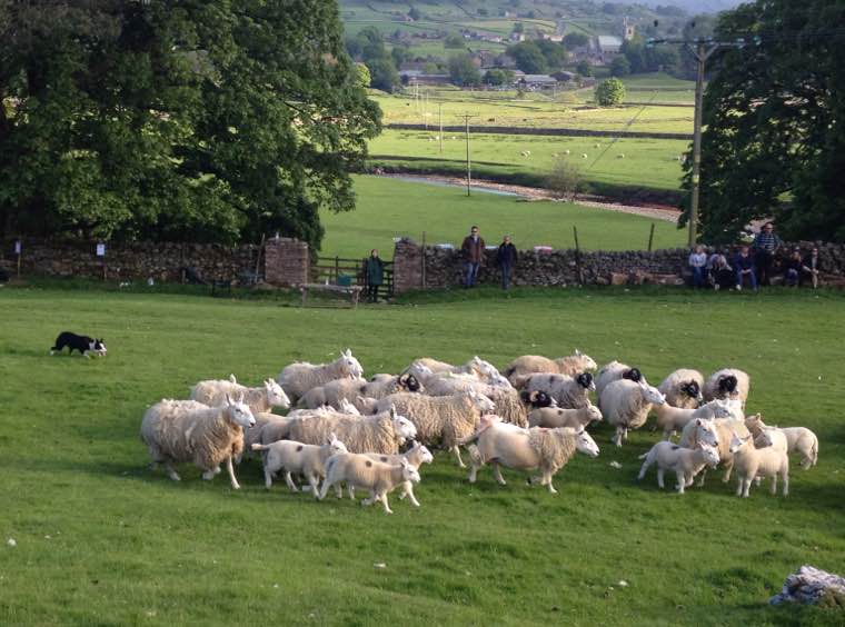 Sheepdog demonstration, near Hawes