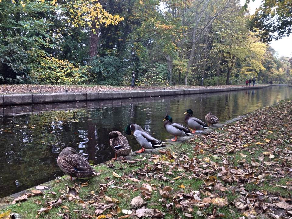 Ducks on Llangollen Canal