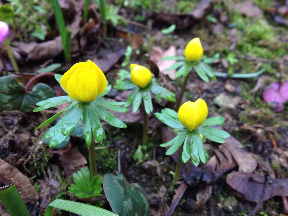 Winter aconites, Kingston Bagpuize house