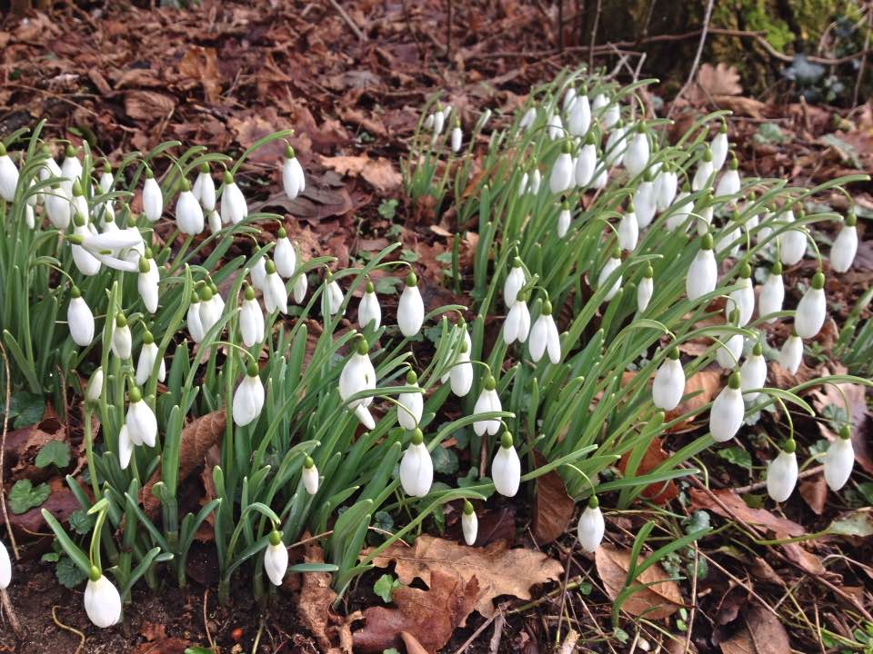 Snowdrops in Church Copse, Kingston Bagpuize house