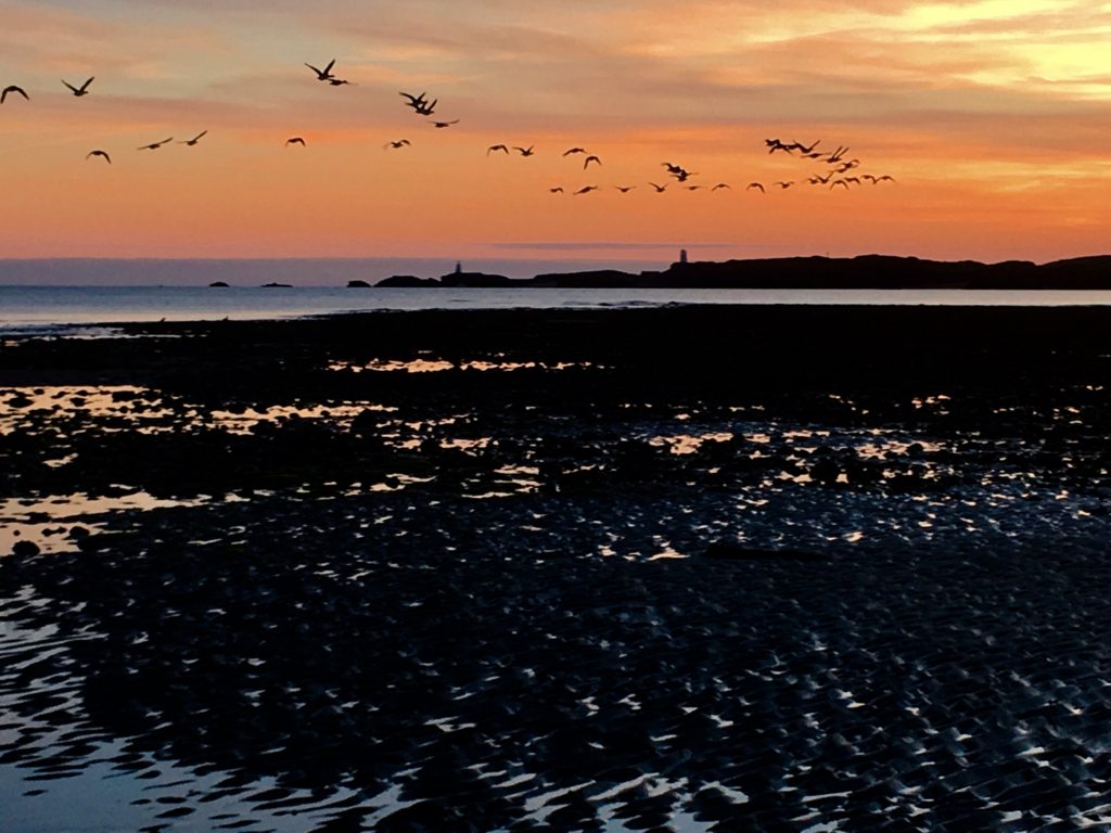 Brent geese flying from Newborough beach