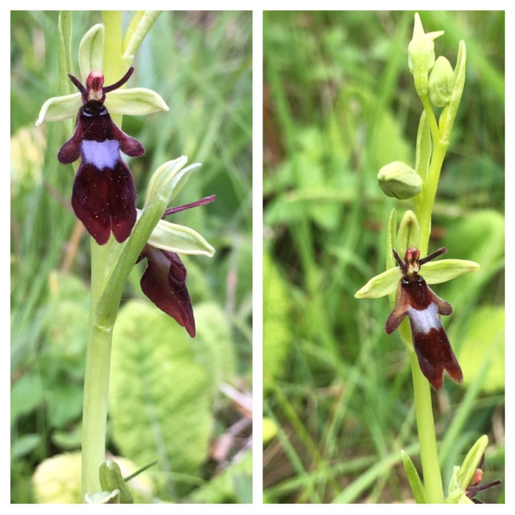 Fly orchid, Homefield Wood