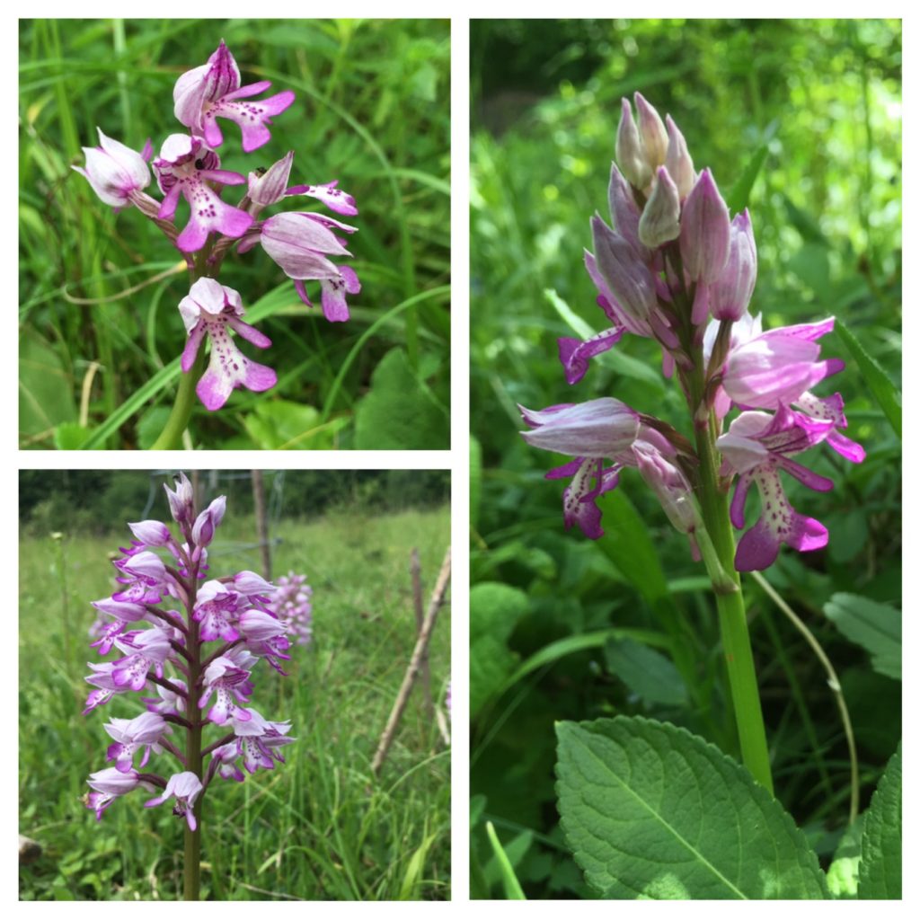 Military orchids, Homefield Wood