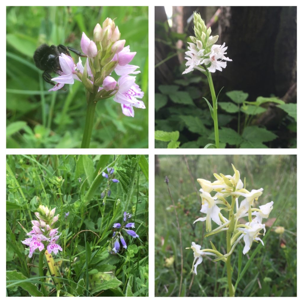 Orchids at Coulters Dean Nature Reserve