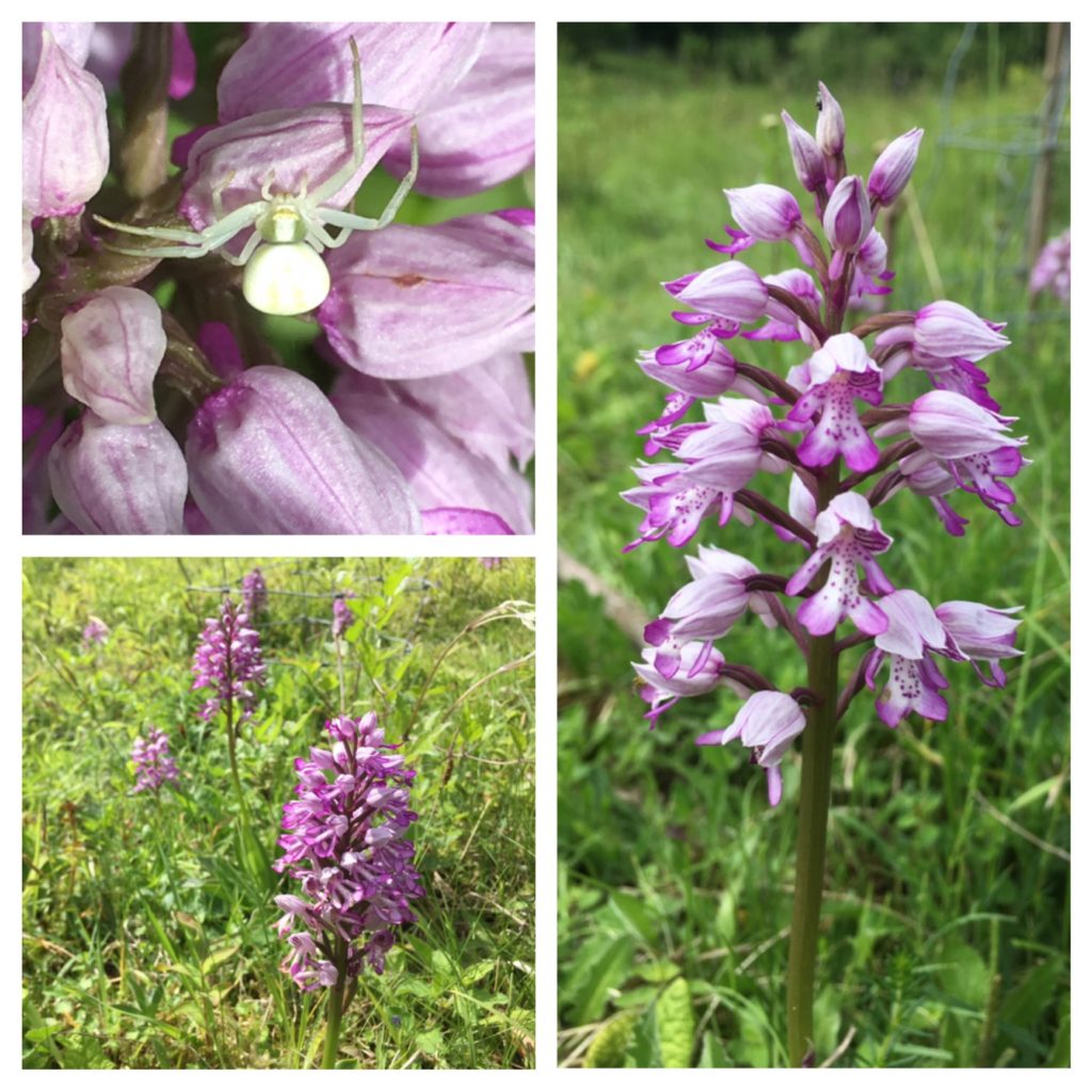 Military orchids, Homefield Wood