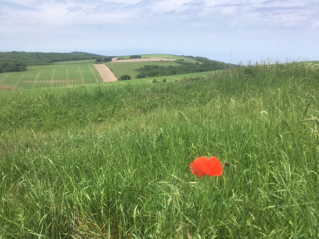 Single poppy on the South Downs Way, near Amberley