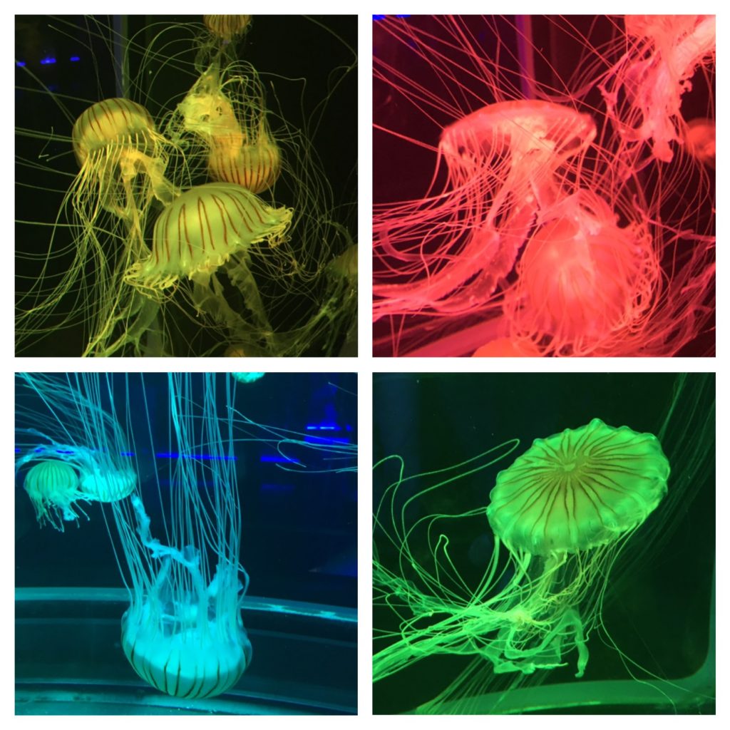 Jellyfish at the Sea Life London aquarium