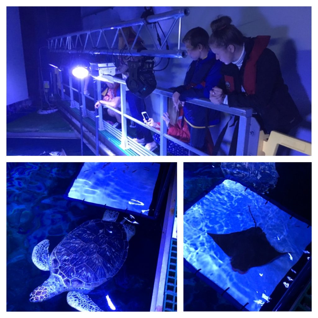 Feeding the rays (and turtle) at Sea Life London aquarium