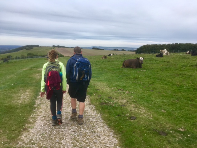 Braving cows on the South Downs Way