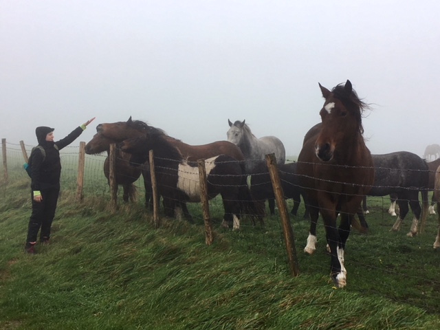 Horses near Alfriston, South Downs Way