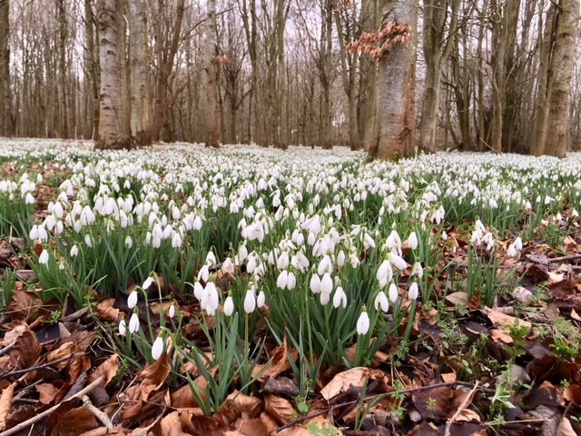 Welford snowdrops