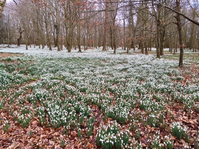 Snowdrops at Welford Park