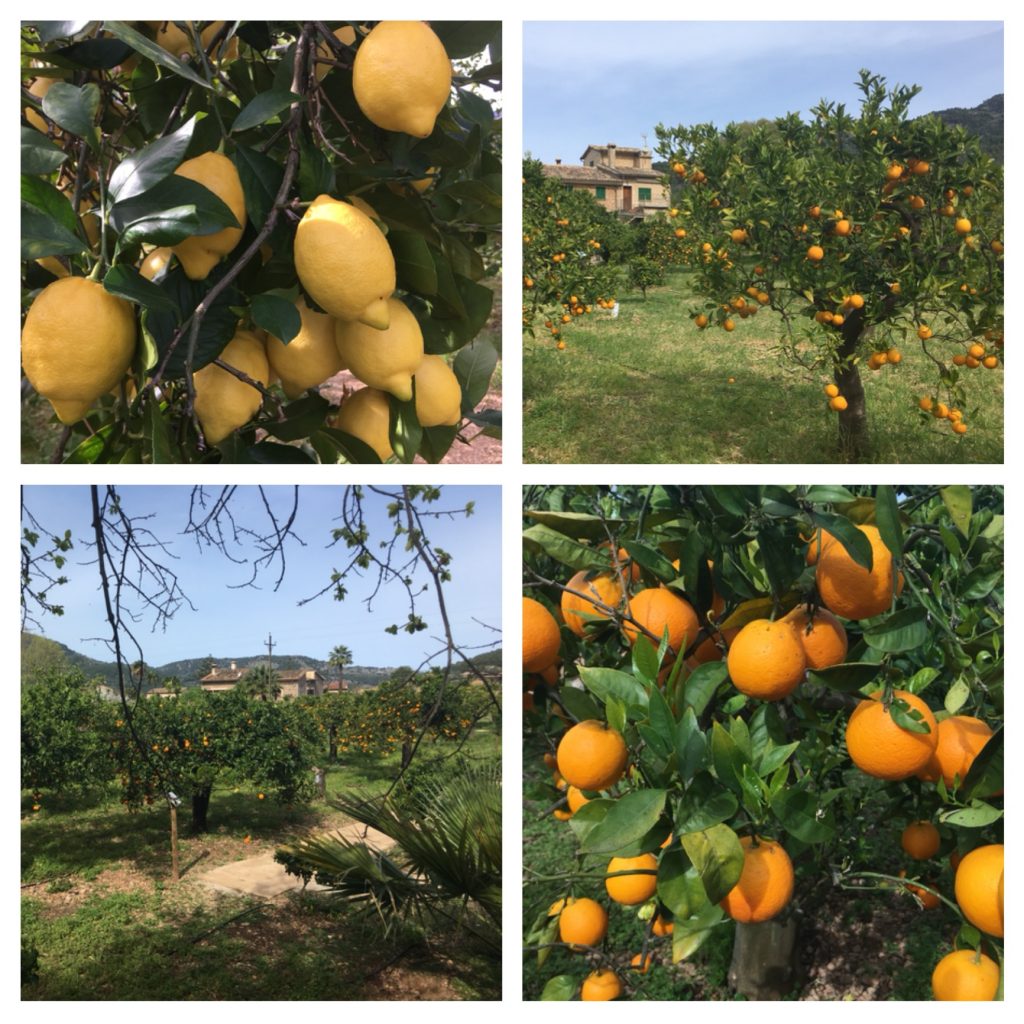 Oranges and lemons at Ecovinyassa