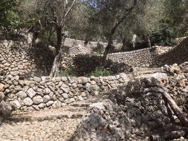 Olive groves, GR221