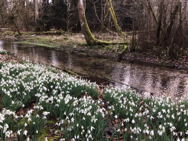 Welford Park snowdrops