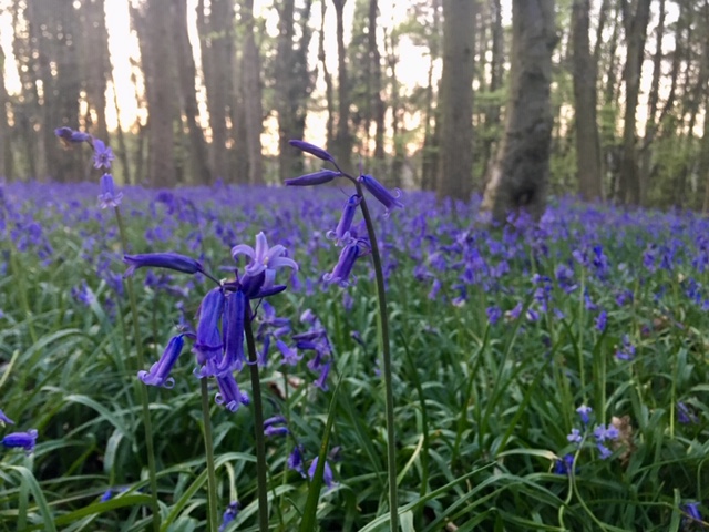 Bluebell wood at Thistledown Farm