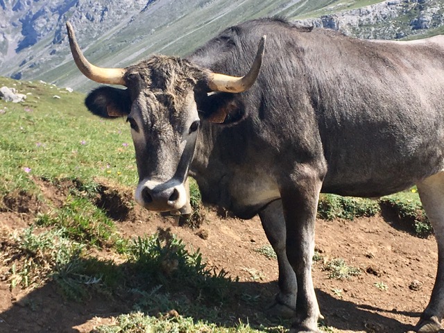 Cow grazing on Puertos de Aliva