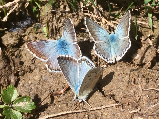 Chalk hill blue butterflies, Picos de Europa