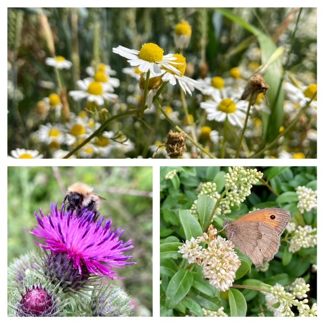 Oxfordshire Way flowers