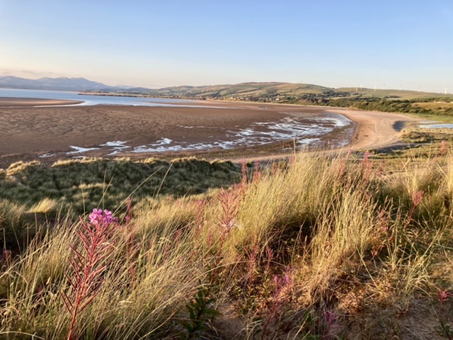 Sandscale Haws Dunes